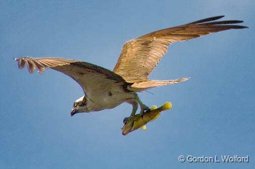 Osprey With Catch_50245.jpg - Photographed near Lindsay, Ontario, Canada.